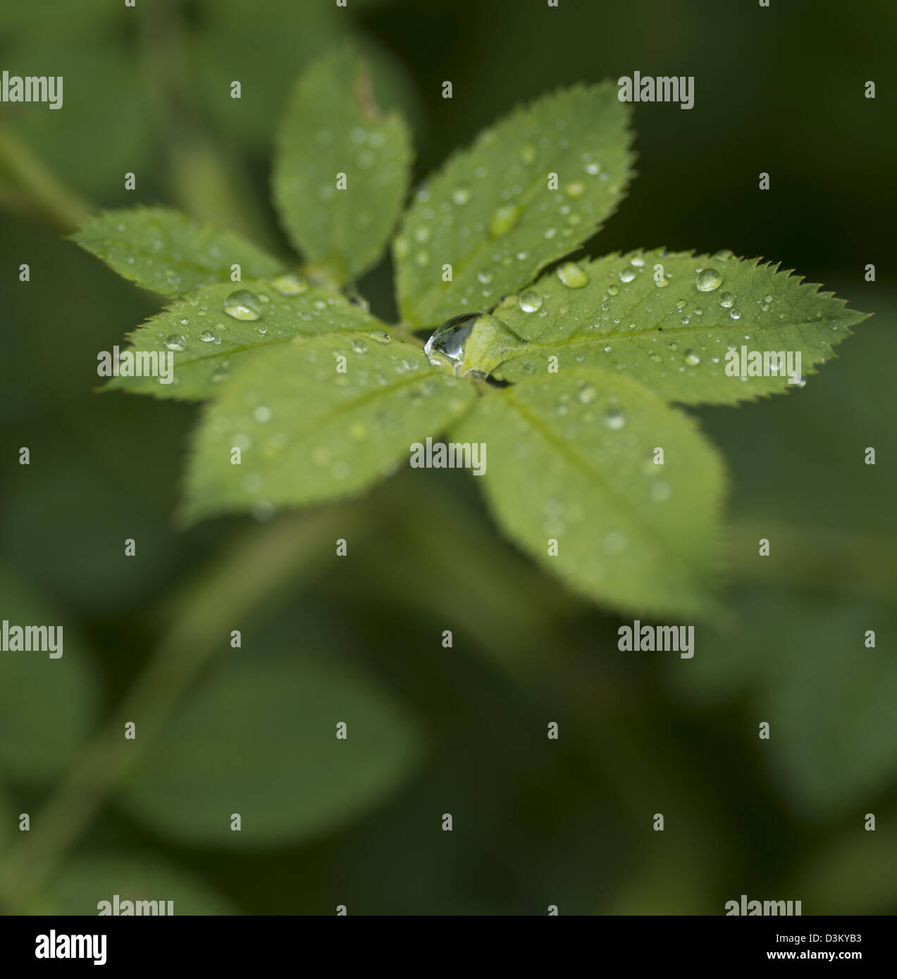Drops on the leaves of a plant Stock Photo
