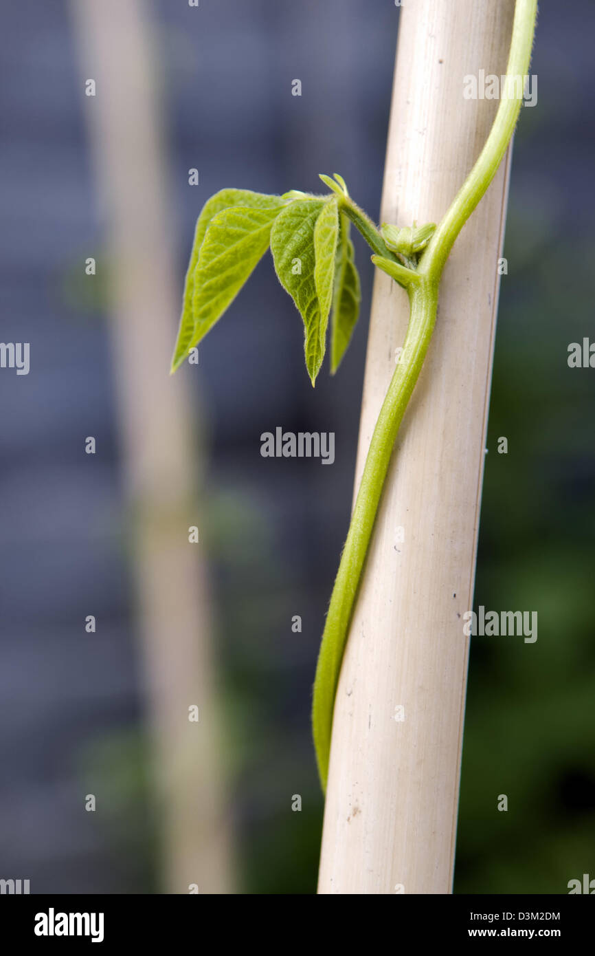 Close up of runner bean plants, variety Celebration growing up cane in garden Stock Photo