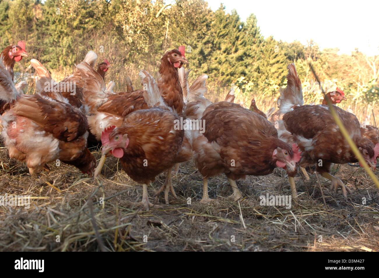 (dpa) - The picture shows free range brown chicken on a farm at the Lueneburger Heide close to Walsrode, Germany, 18 October 2005. Photo: Holger Hollemann Stock Photo