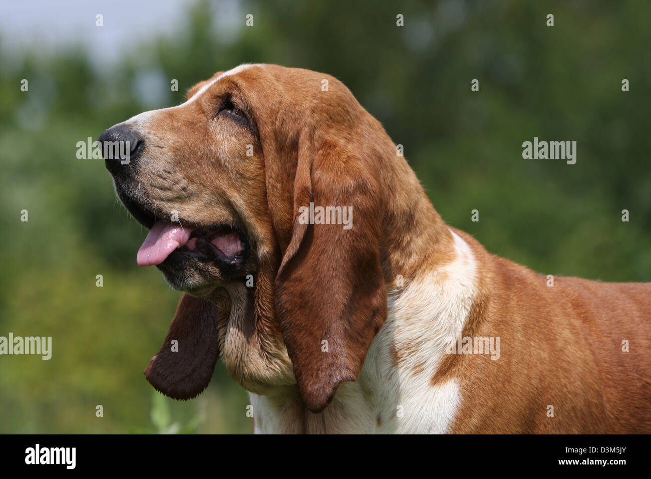 Dog Basset Hound  adult portrait profile Stock Photo