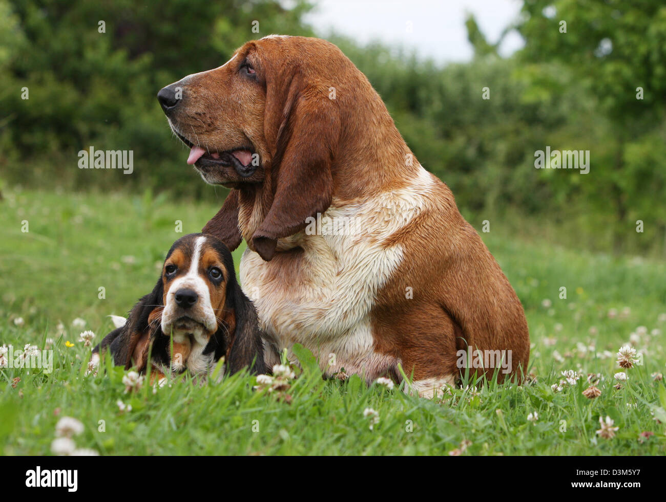 Dog Basset Hound  adult and puppy  in a meadow Stock Photo