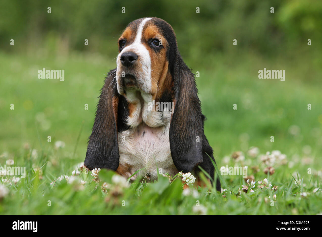 Dog Basset Hound puppy sitting in a meadow Stock Photo Alamy