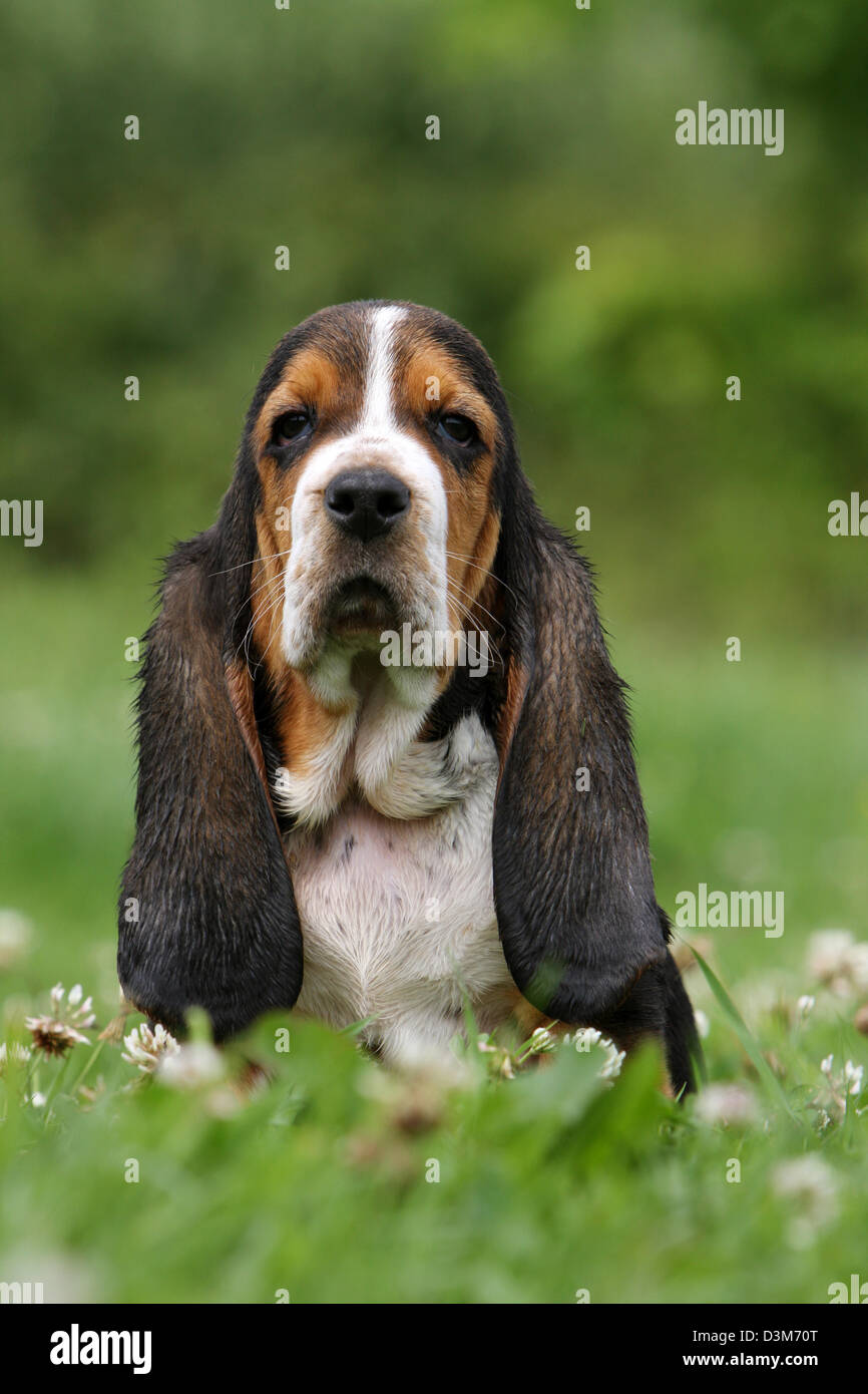 Dog Basset Hound puppy sitting in a meadow Stock Photo Alamy
