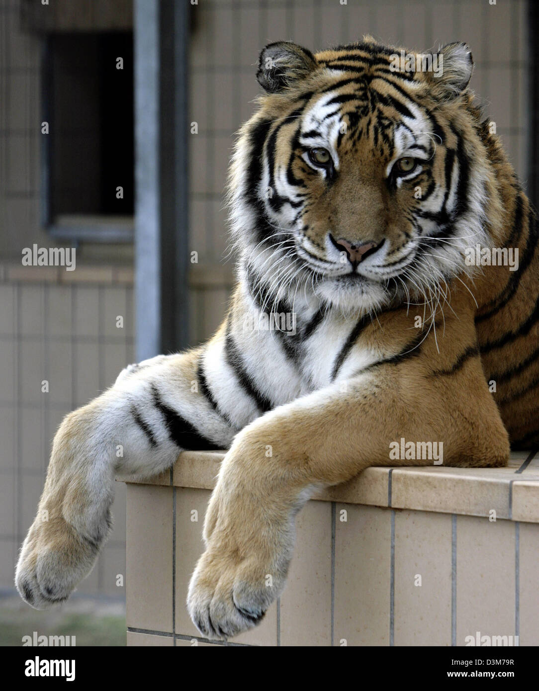 dpa) - The picture shows 13-year old Siberian tiger lady 'Tutti' at the big  cat asylum of relief organisation 'Help for exotic animals in need' ('Hilfe  fuer exotische Tiere in Not .')