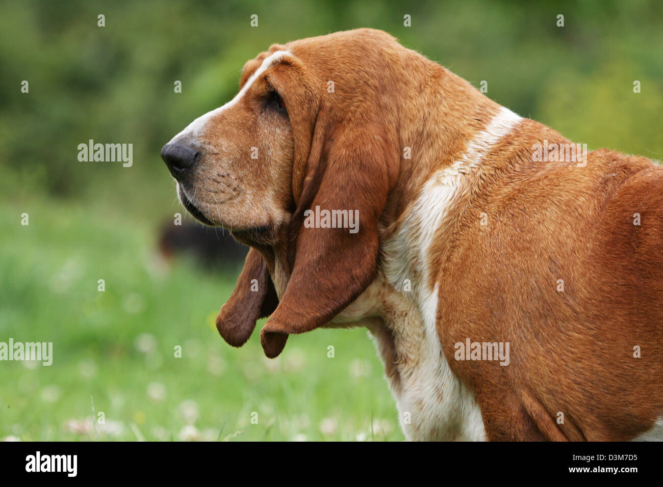 Dog Basset Hound  adult portrait profile Stock Photo