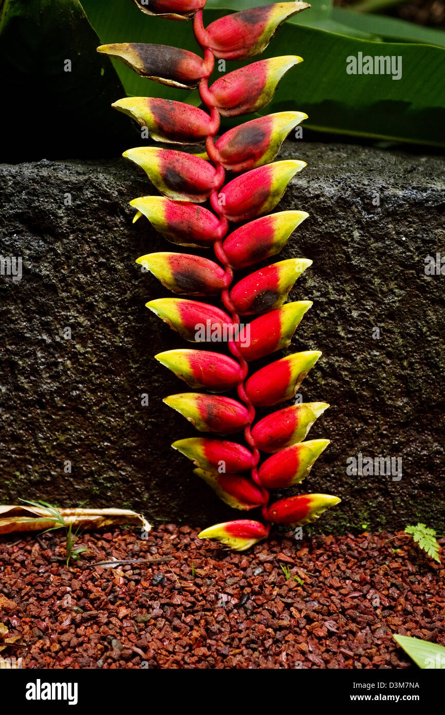 A stem of Hanging Heliconia touching the ground showing its bright red and yellow bracts against a concrete border, Reunion Stock Photo