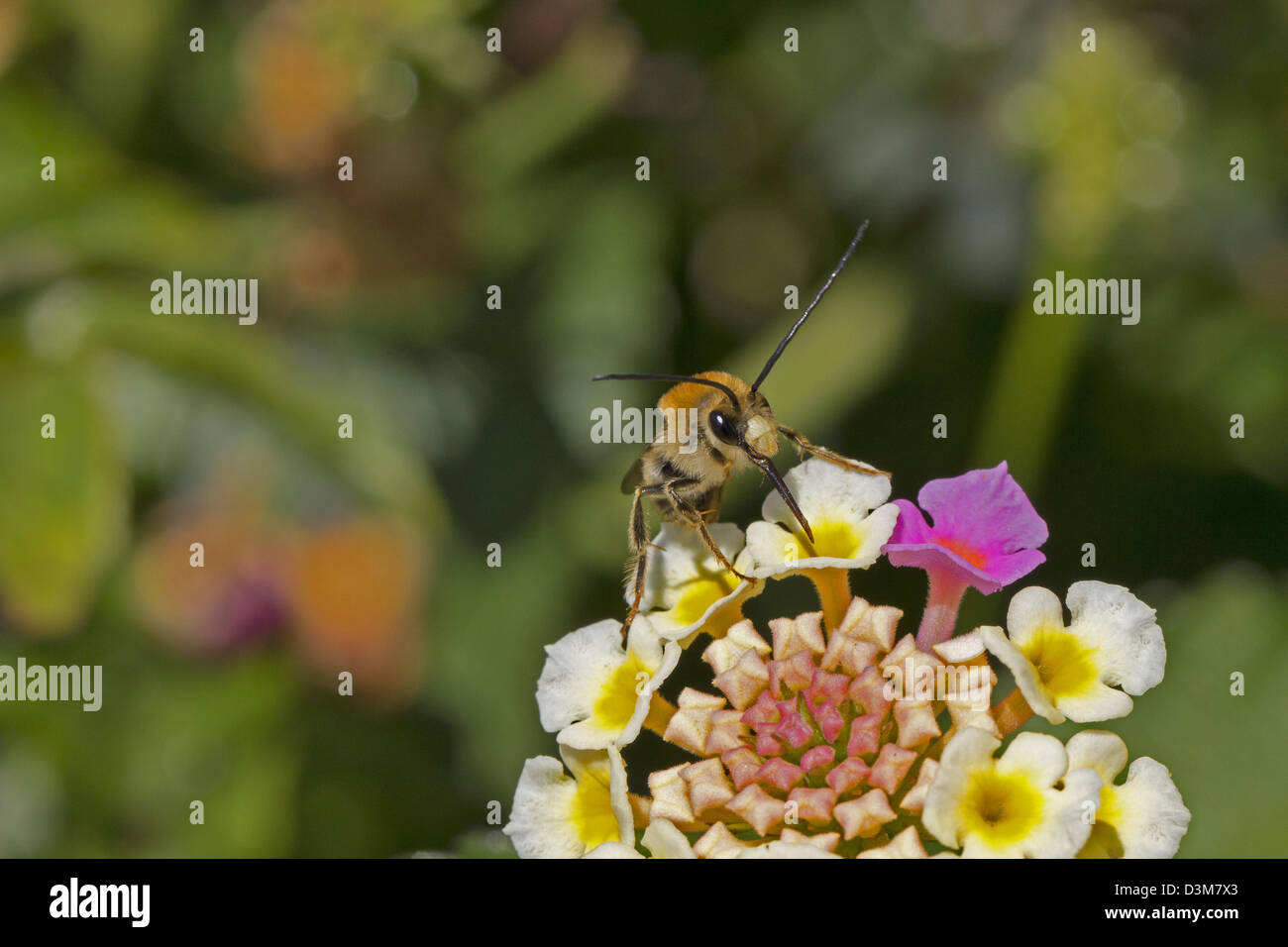 bee drinking nectar from flower Stock Photo Alamy