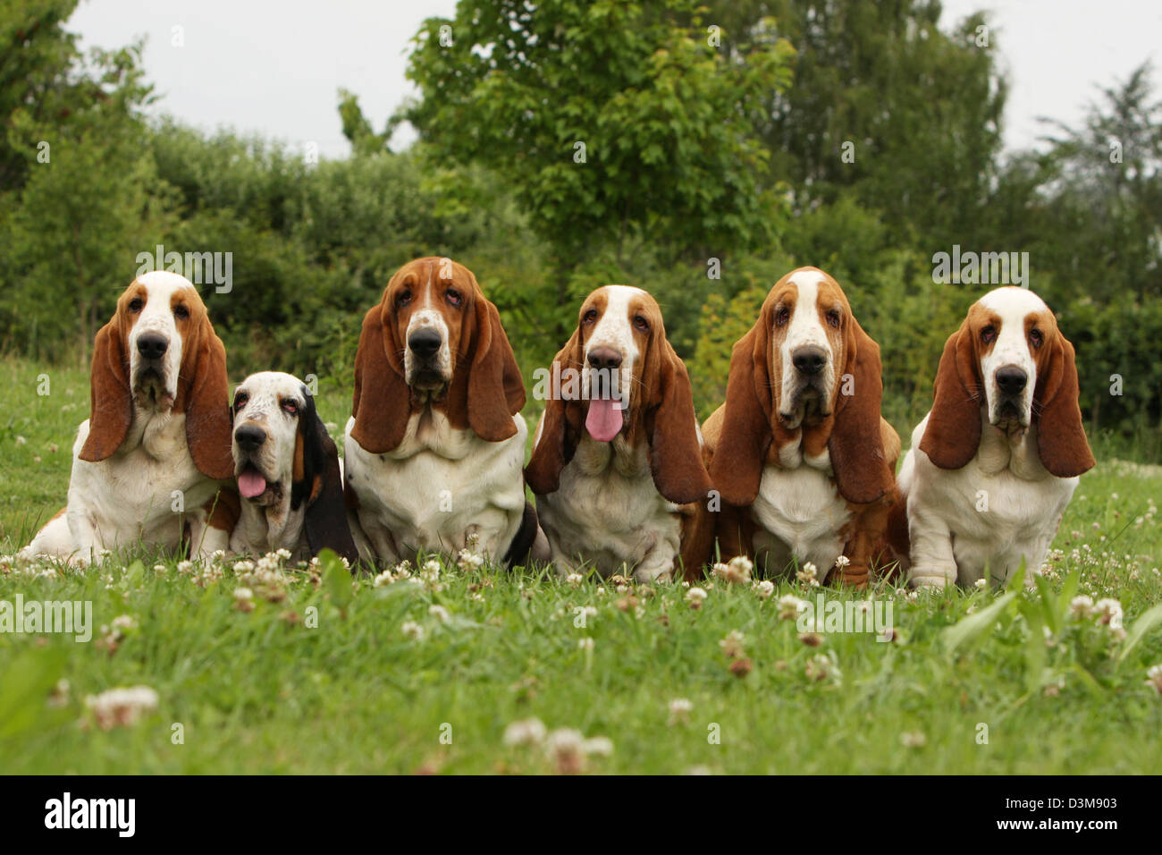 Dog Basset Hound five adults different colors sitting in a meadow Stock ...