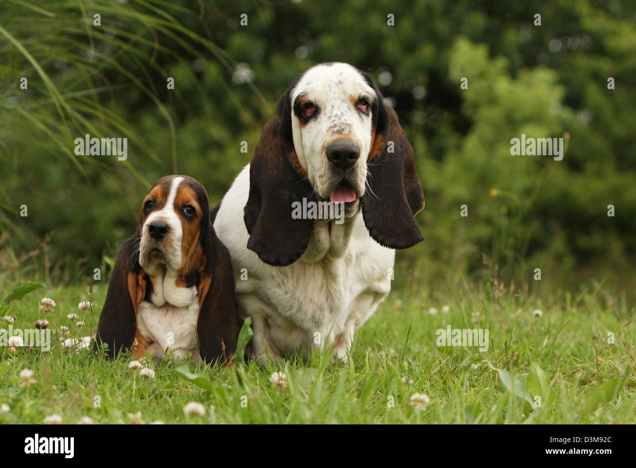 Basset Hounds Dog Puppies High Resolution Stock Photography And Images Alamy