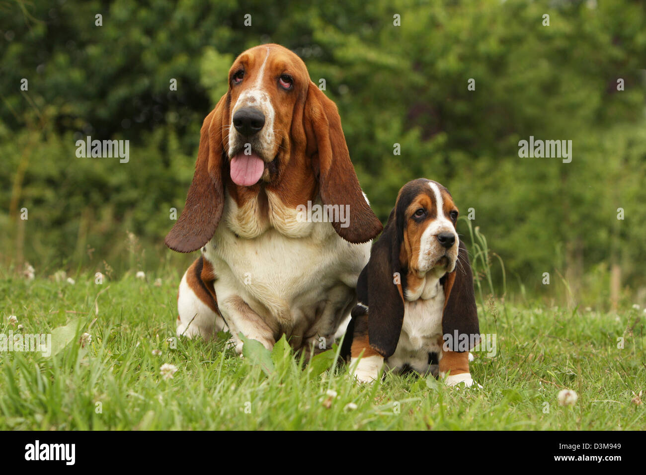 Dog Basset Hound  adult and puppy sitting in a meadow Stock Photo