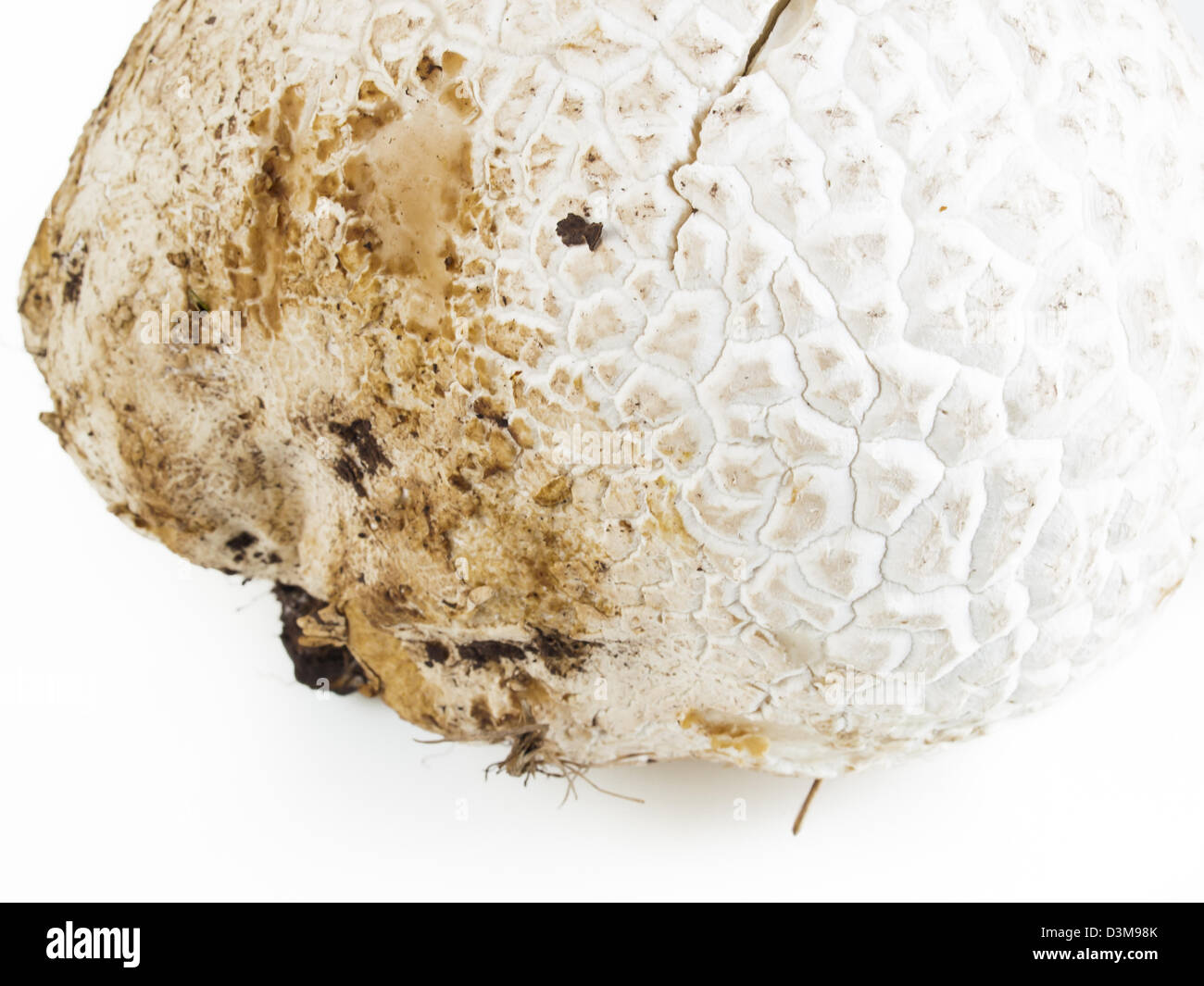 The western giant puffball grows on composted soil such as in meadows, fields, and forests, roadsides, sagebrush flats, pastures, and other sunny places. Stock Photo