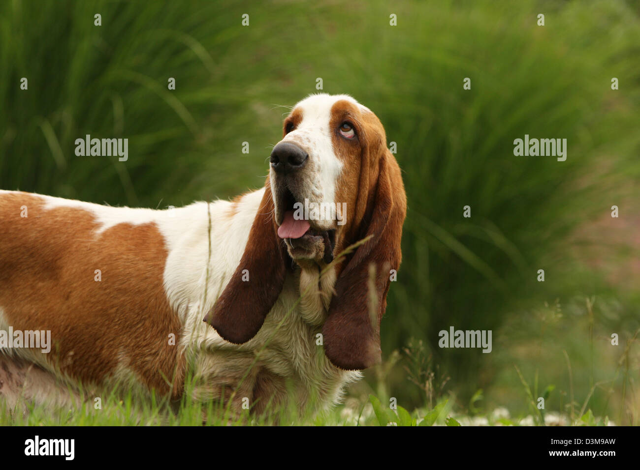 Dog Basset Hound  adult portrait profile Stock Photo