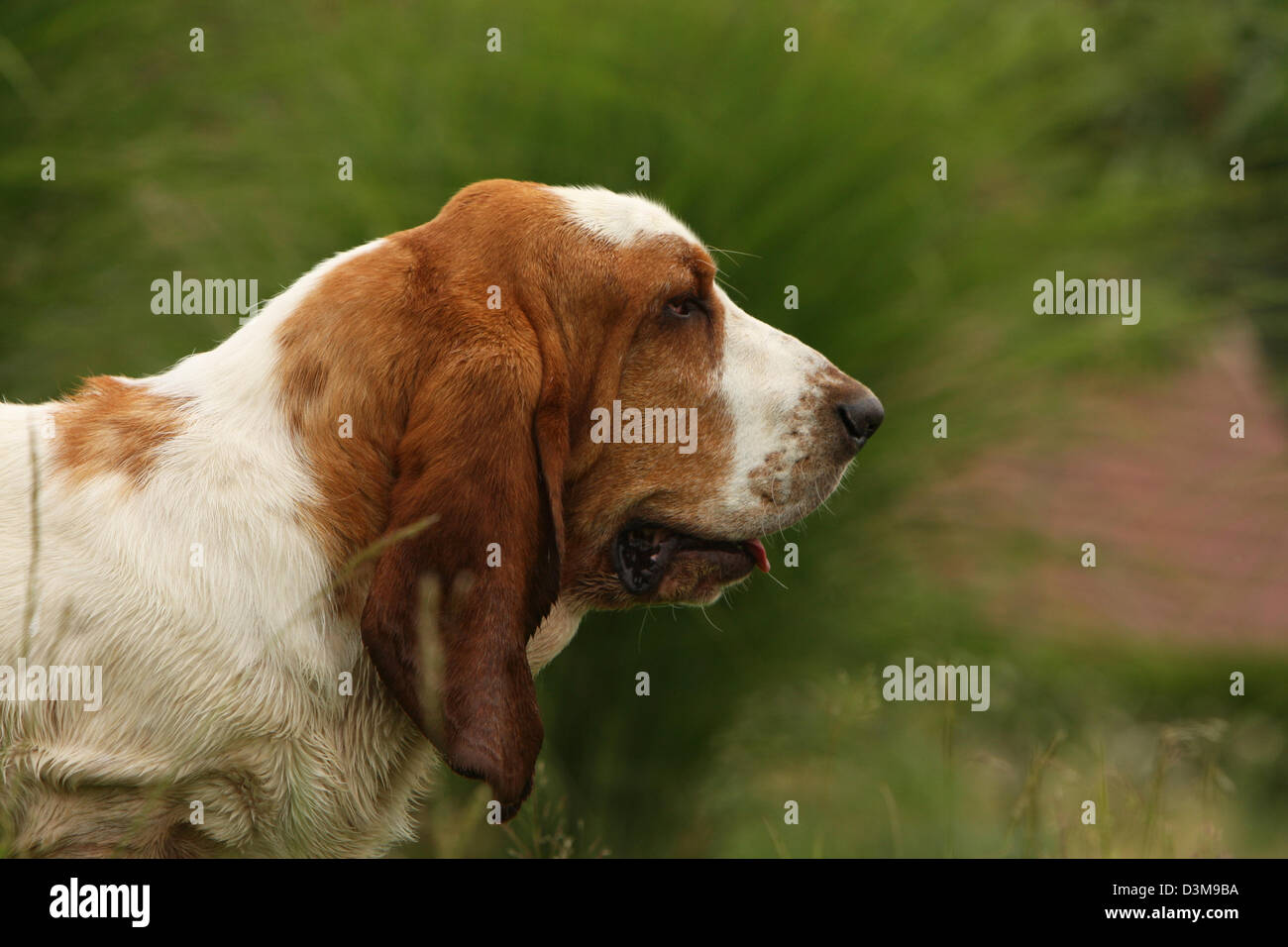 Dog Basset Hound  adult portrait profile Stock Photo