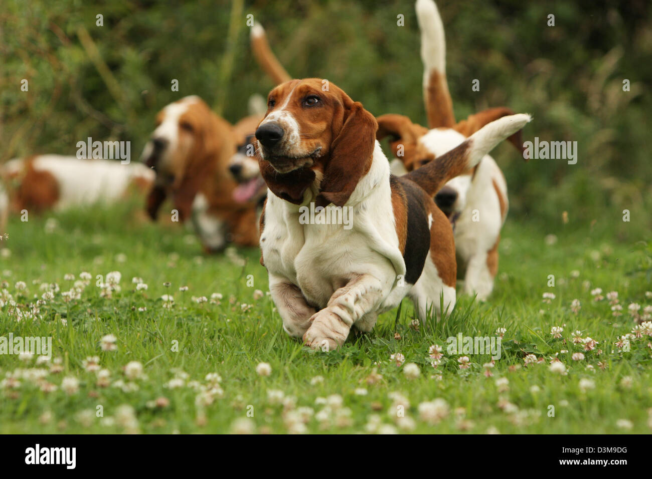 Dog Basset Hound  adult running in a meadow Stock Photo