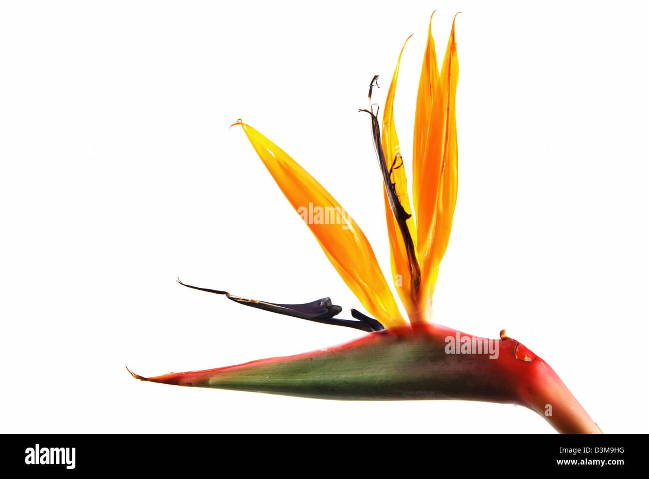 Bird of paradise flower (strelitzia) isolated on white background Stock Photo