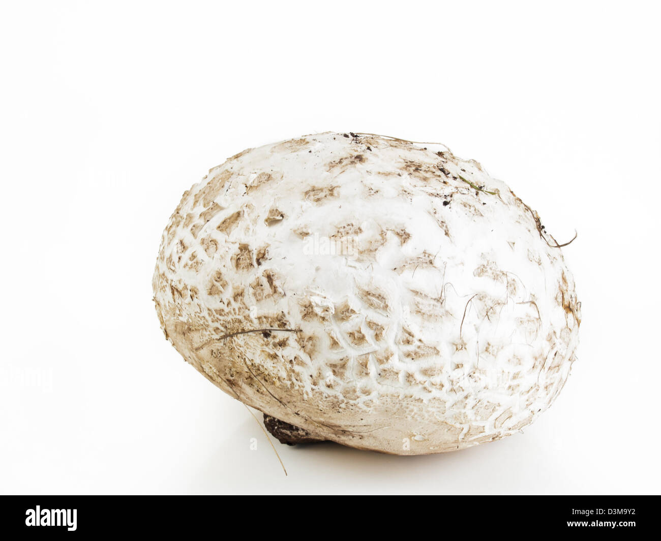 The western giant puffball grows on composted soil such as in meadows, fields, and forests, roadsides, sagebrush flats, pastures, and other sunny places. Stock Photo