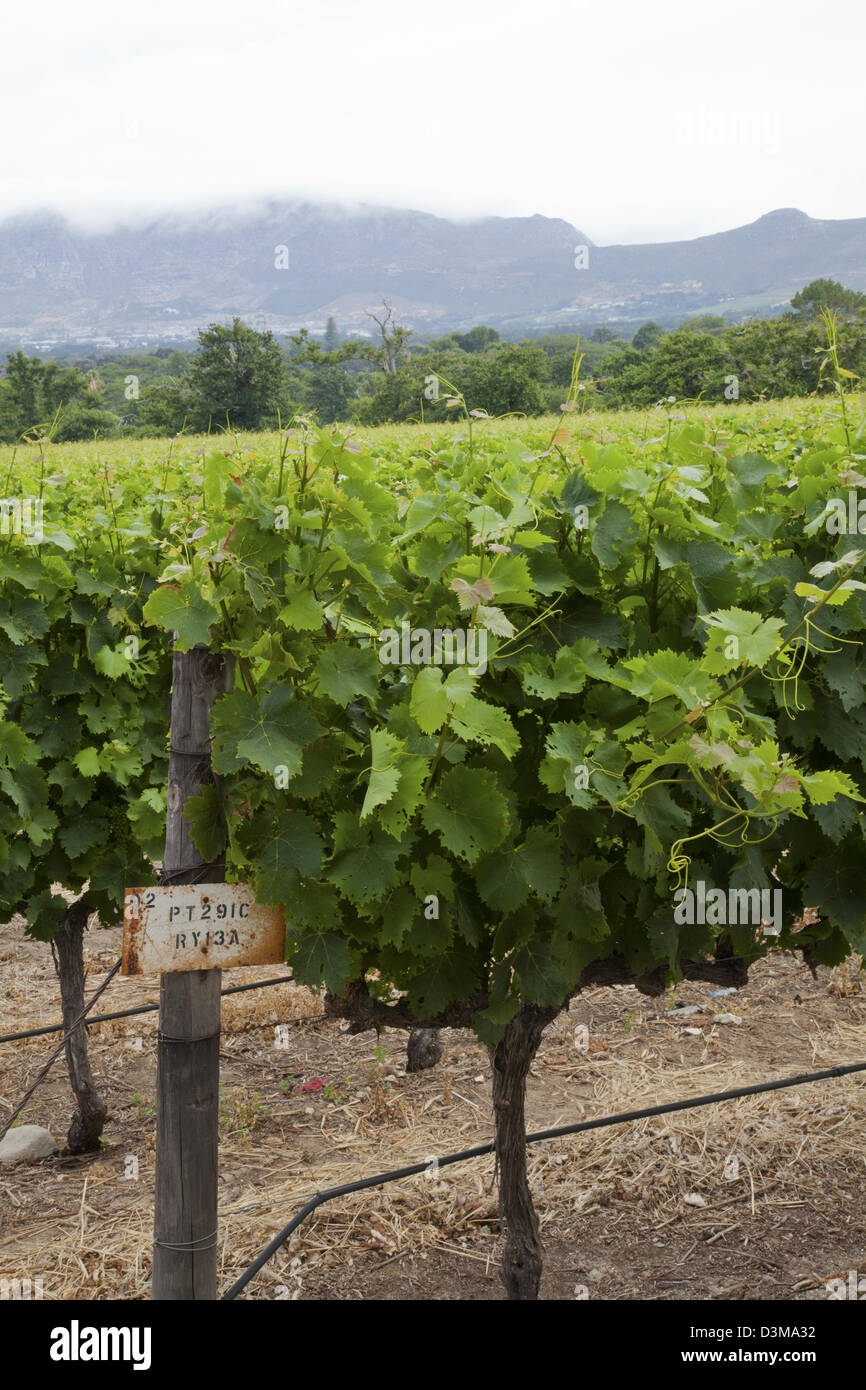 Groot Constantia Vines Cape Town South Africa Stock Photo Alamy