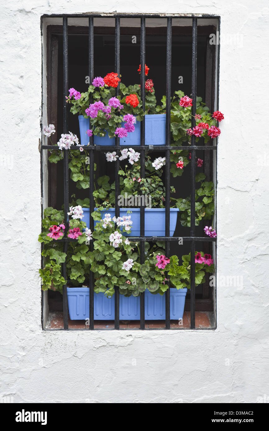 A window with  geraniums  pots in Cordoba, Andalucia  at the Festival  of Patios de Cordoba humanity heritage festivity Stock Photo