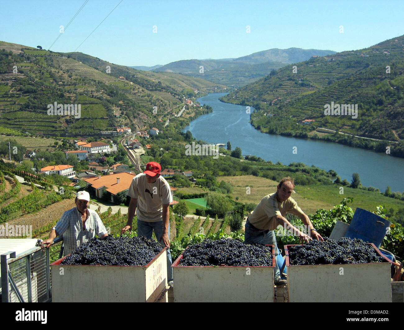 Human interest hum agriculture gastronomy nature male wine grapes working portugal hires stock