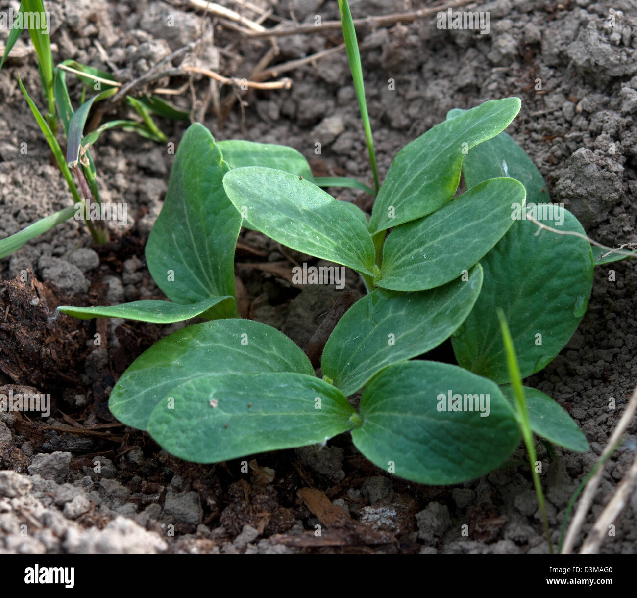 young green plant cucumber growing from soil Stock Photo