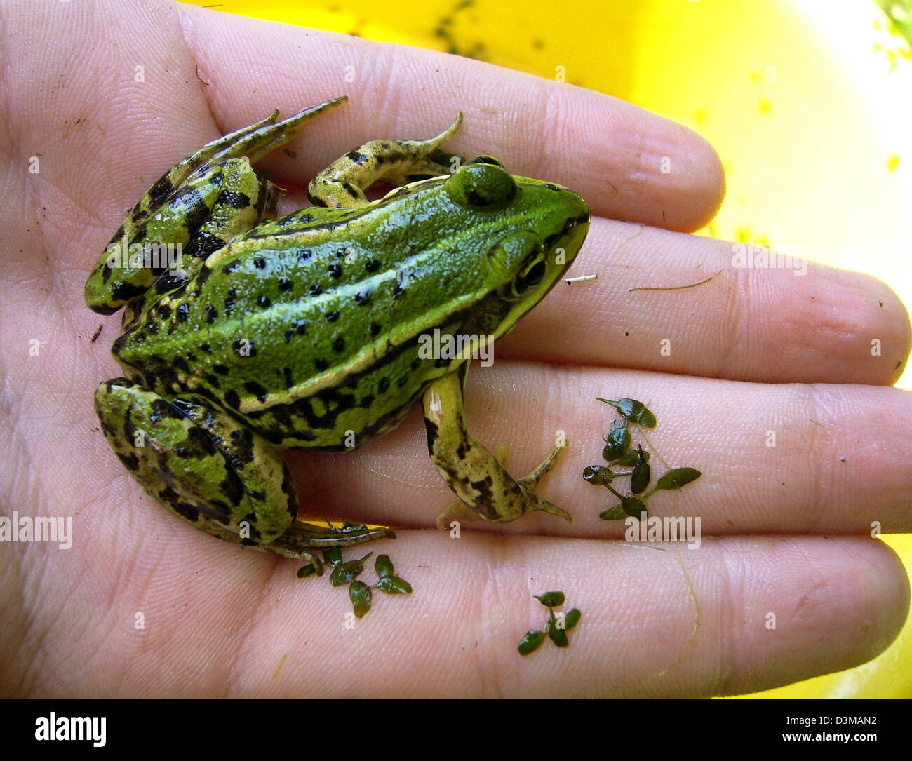 A Common Frog (Rana temporaria) catched in a pond sits on the hand of a child, Langeland, Denmark, 28 July 2005. Photo: Ingo Wagner Stock Photo