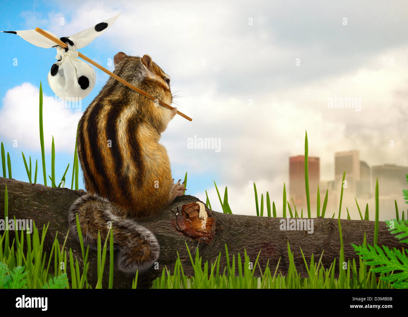 chipmunk emigrant, environment and ecology concept Stock Photo