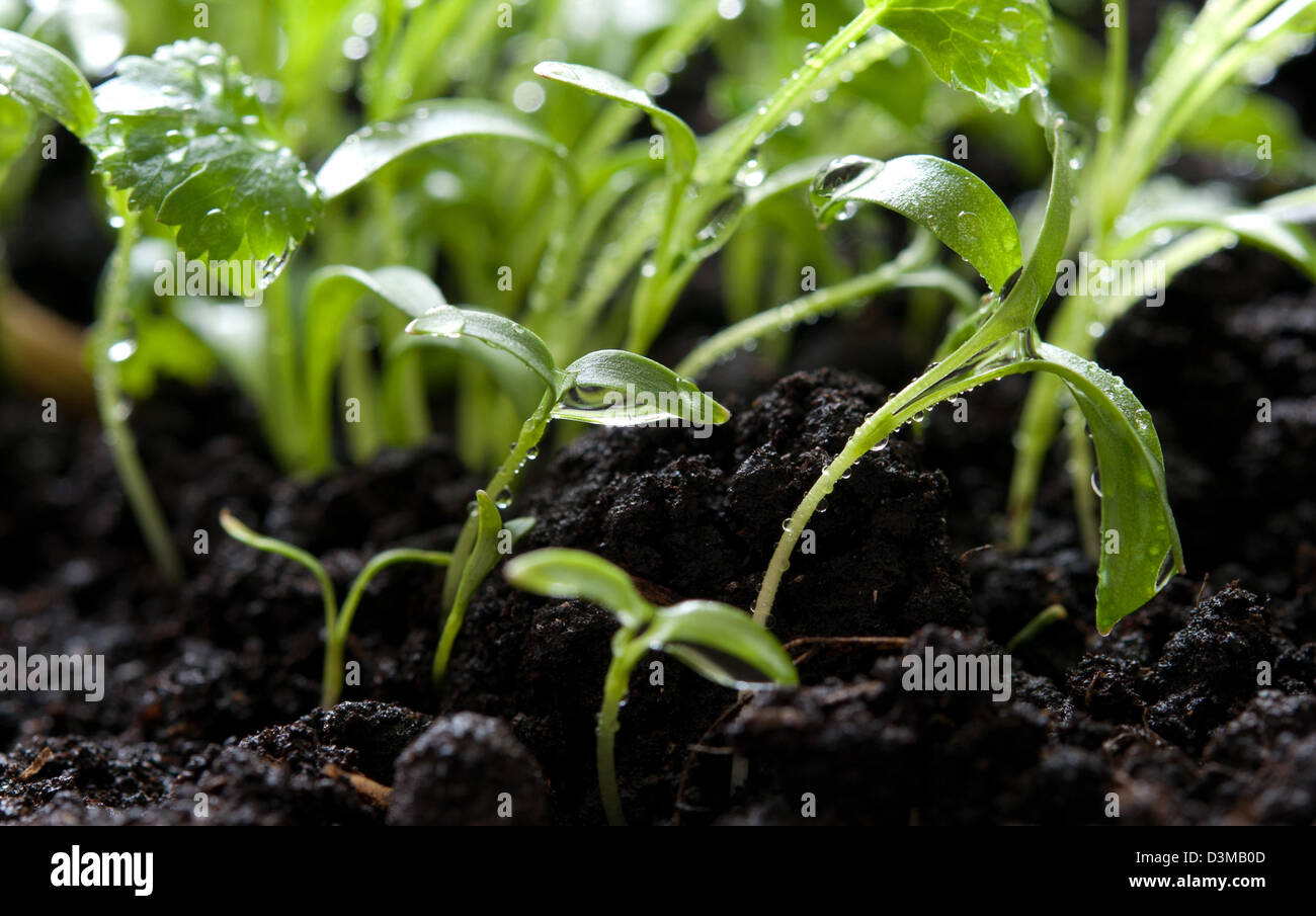 young green plants growing from soil Stock Photo