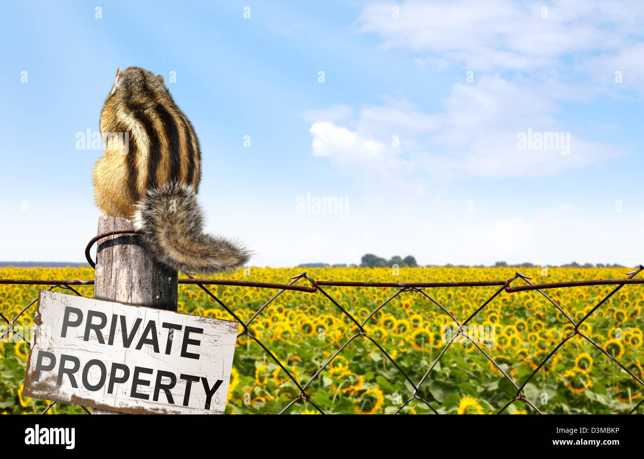 Chipmunk sits on a fence near sunflowers field, interdiction concept Stock Photo