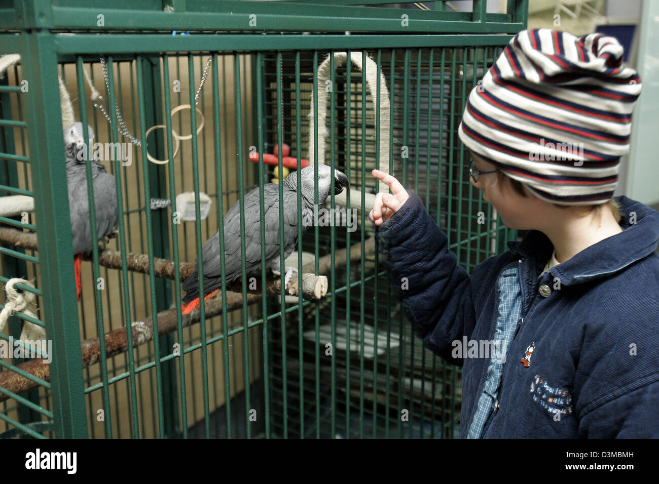 The picture shows a boy with at a cage with a grey parrot for sale at a pet shop in Cologne, Germany, 06 January 2006. Photo: Joerg Carstensen Stock Photo
