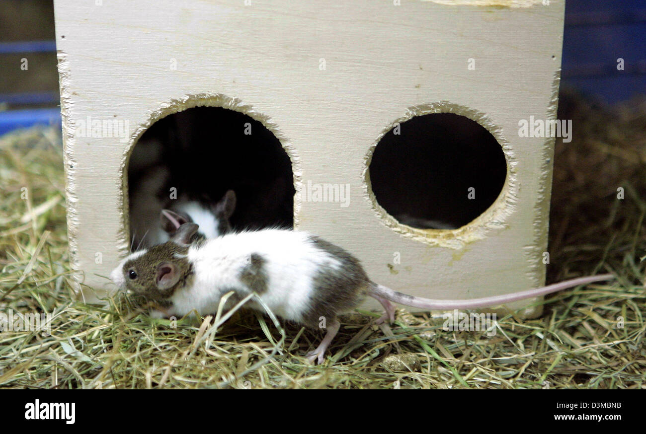 The picture two skewbald rats in their cage at a pet shop in Cologne