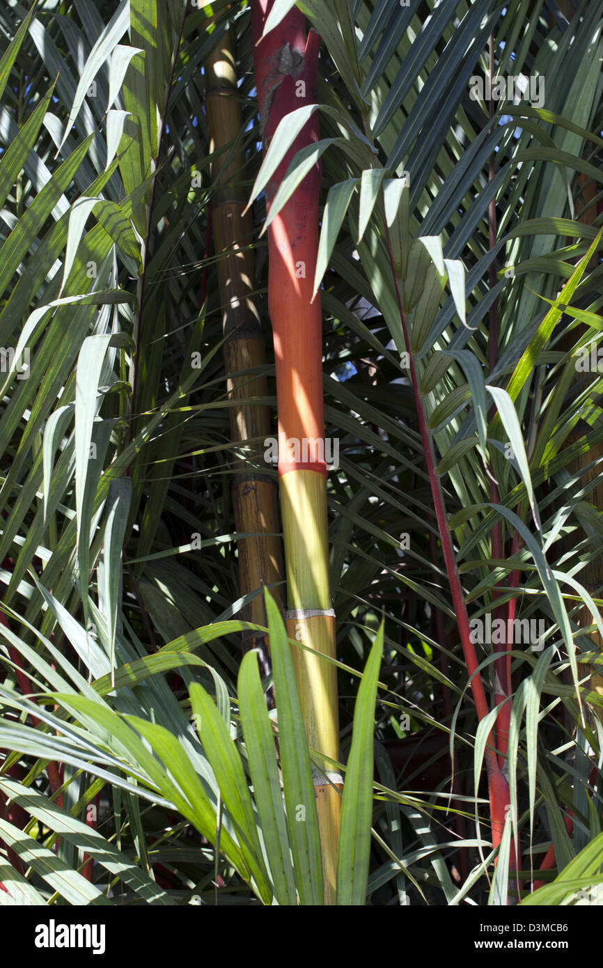 Ornamental Multi coloured bamboo Stock Photo