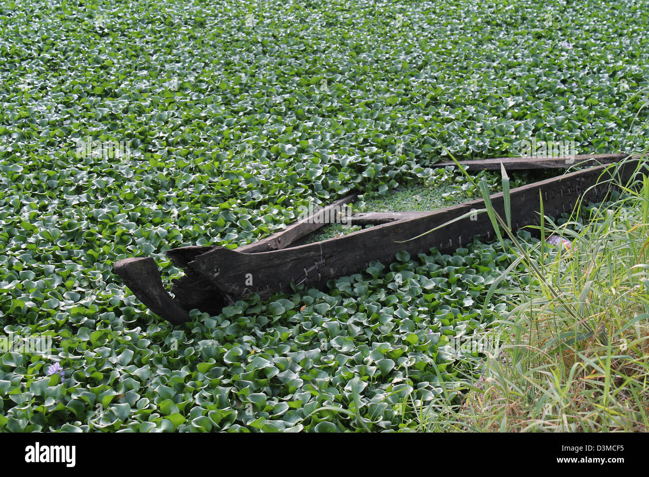 Half drowned boat in the Parvathy puthanar canal in Trivandrum. Major portion of the canal is now covered with fresh water weed Stock Photo