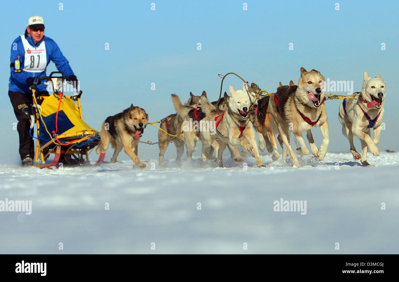 A Musher droves an rig of eight dogs during a dog sledding in