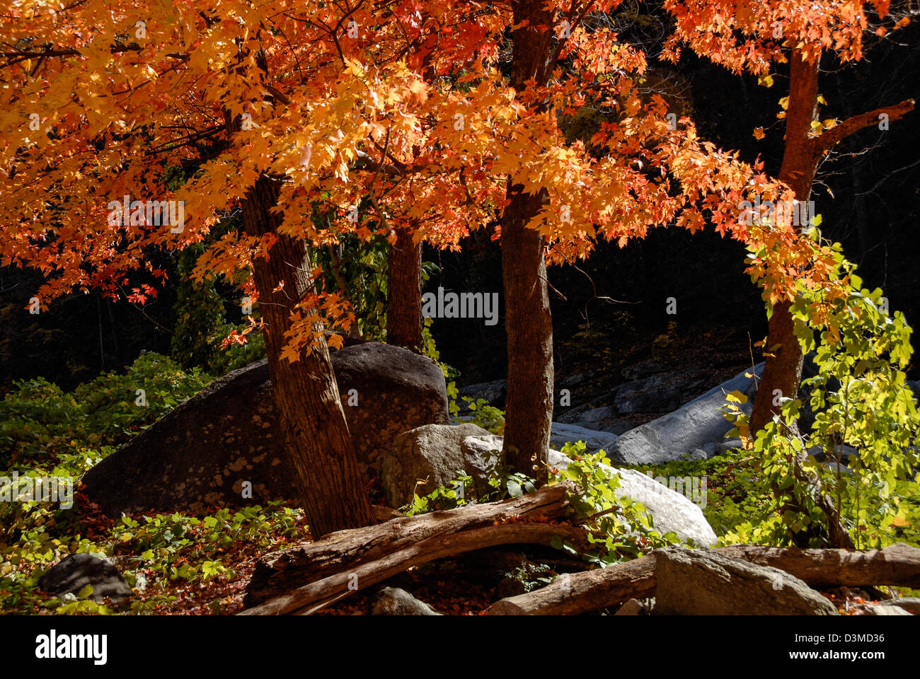 Vivid sunlit colors of Fall foliage along the Rocky Broad River at Chimney Rock State Park in Chimney Rock, North Carolina, USA. Stock Photo