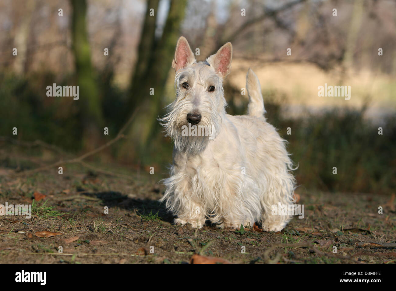 Wheaten terrier hires stock photography and images Alamy