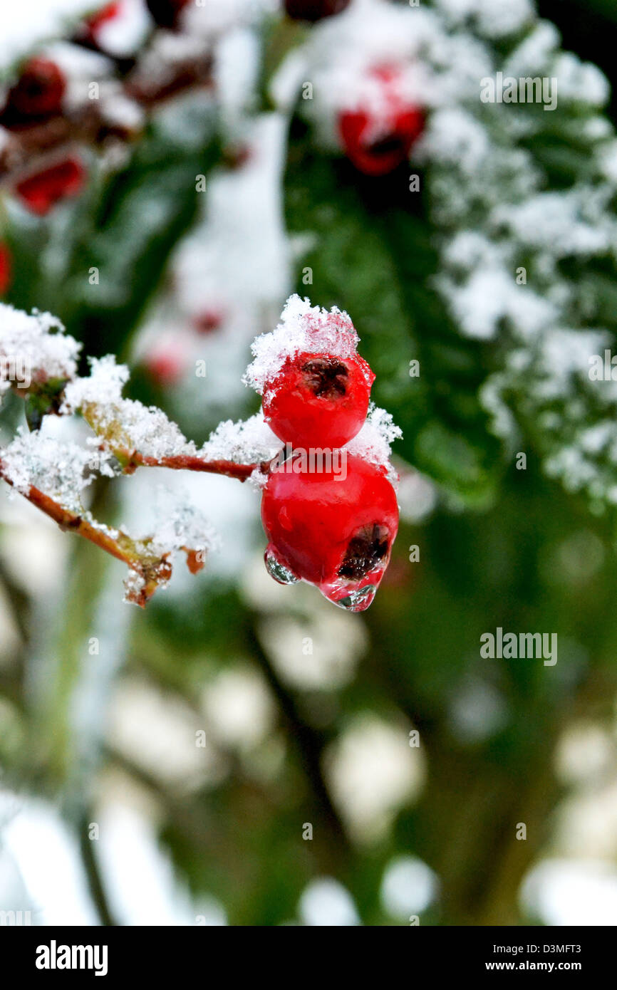 A photograph of berries covered in snow and ice Stock Photo - Alamy