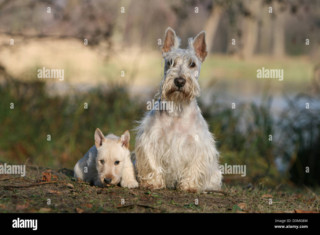 Scotch terrier best sale puppy