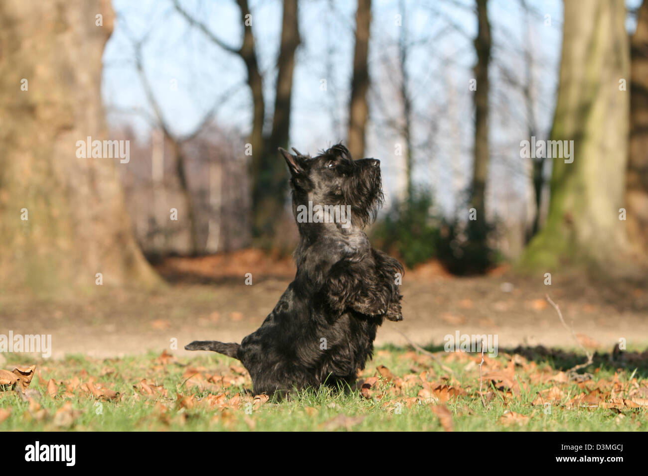 Dog Scottish Terrier / Scottie /  adult standing in a forest Stock Photo