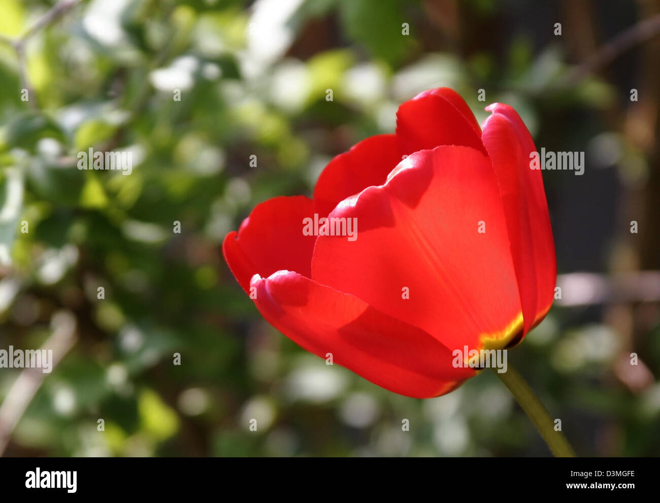 (FILE) The picture shows a single red tulip in bloom, Bielefeld