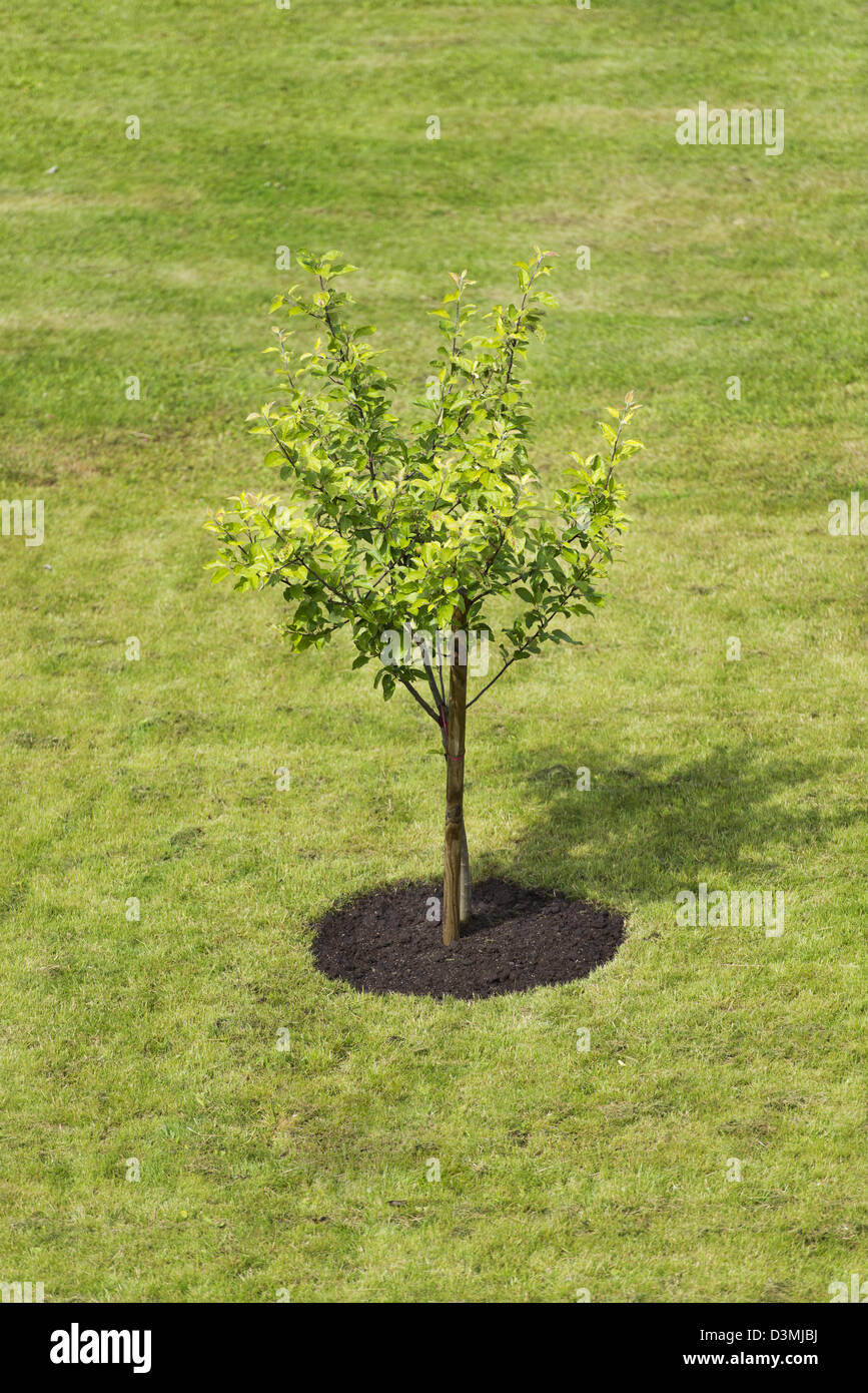 Small single tree planted on empty green lawn Stock Photo