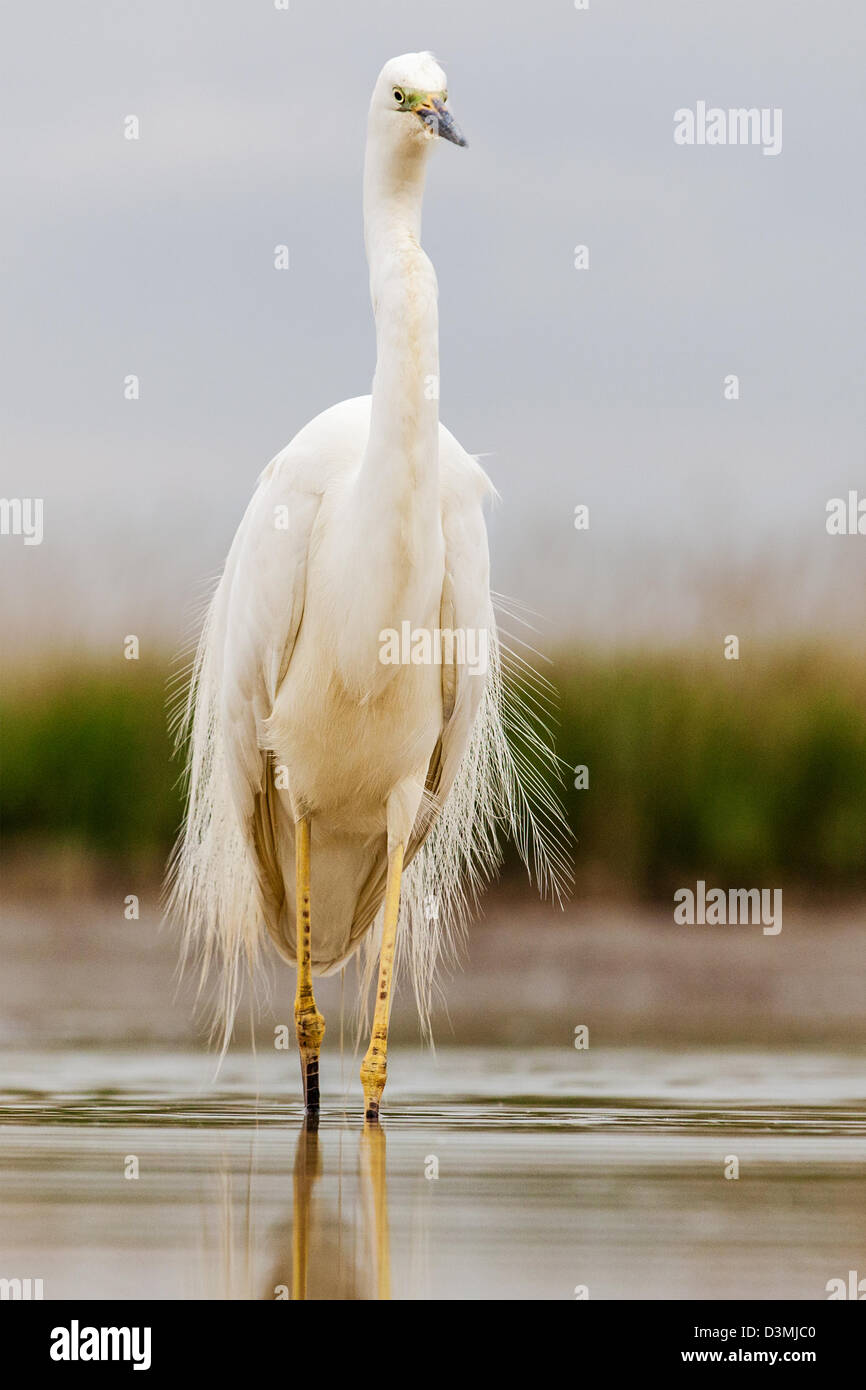 Great egret (Ardea alba) wading Stock Photo
