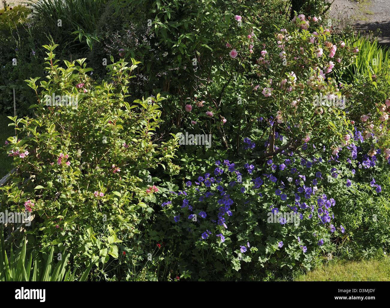 Cottage garden Batheaston Somerset England UK with weigela, rose, and ...