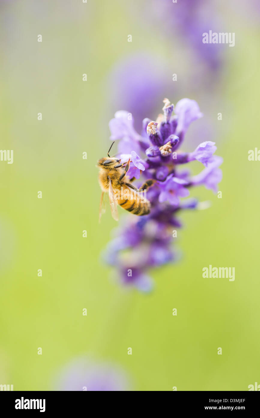 Summer scene with busy bee pollinating lavender flowers in green field Stock Photo