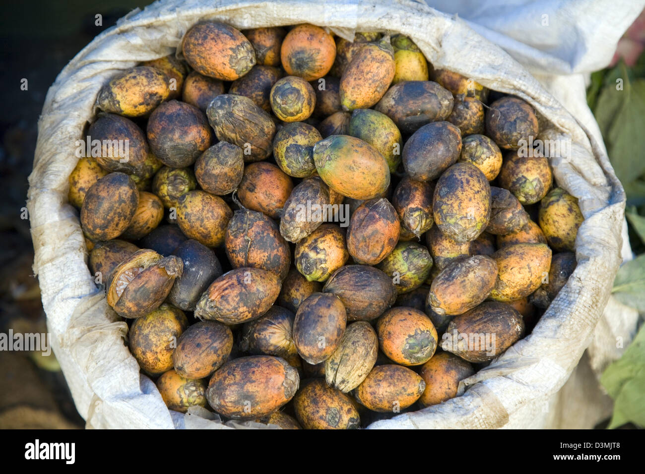 Poma (betel nut), a mild stimulant/digestive that ultimately stains