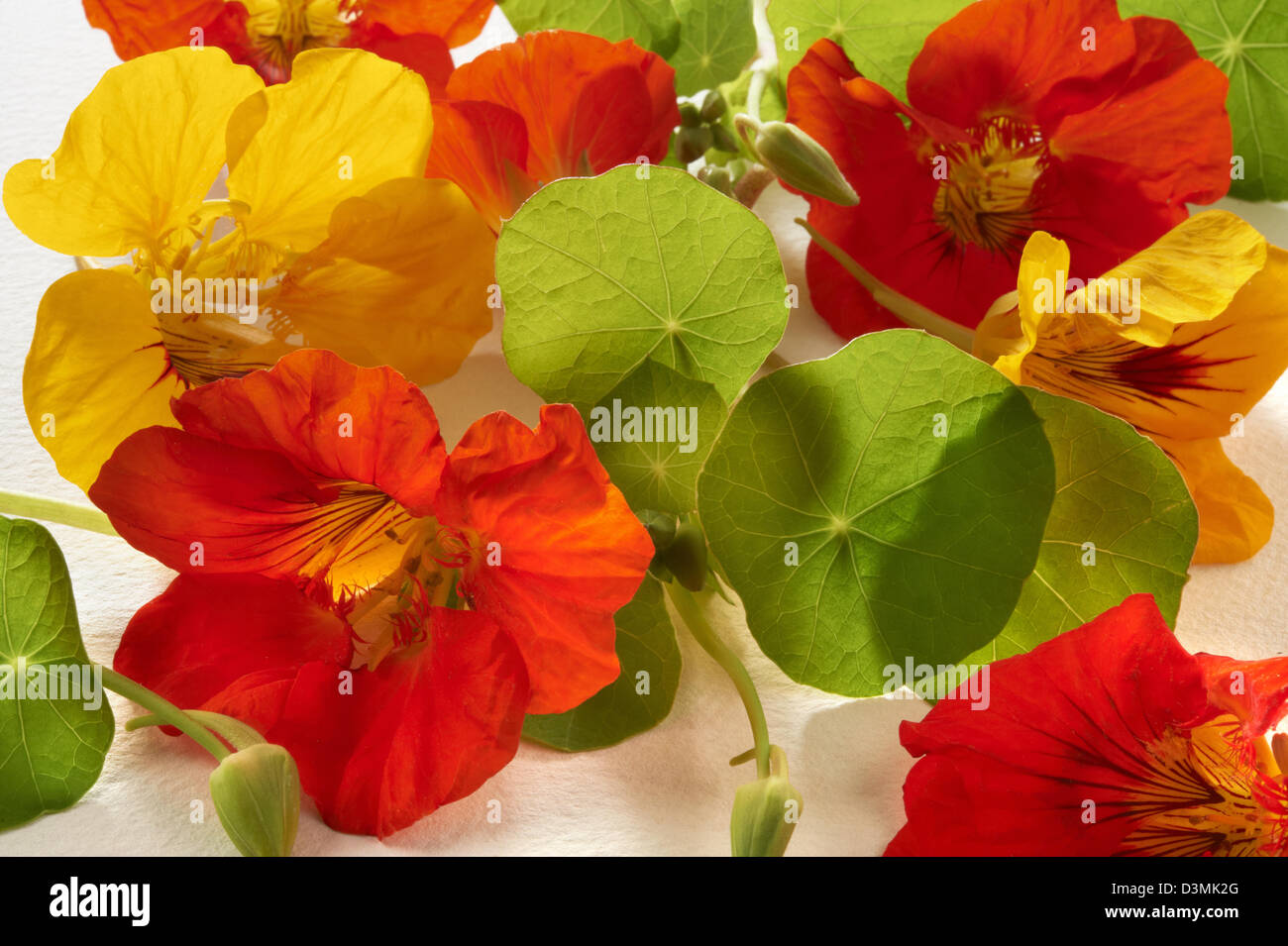 Fresh nasturtium flowers & leaves Stock Photo Alamy