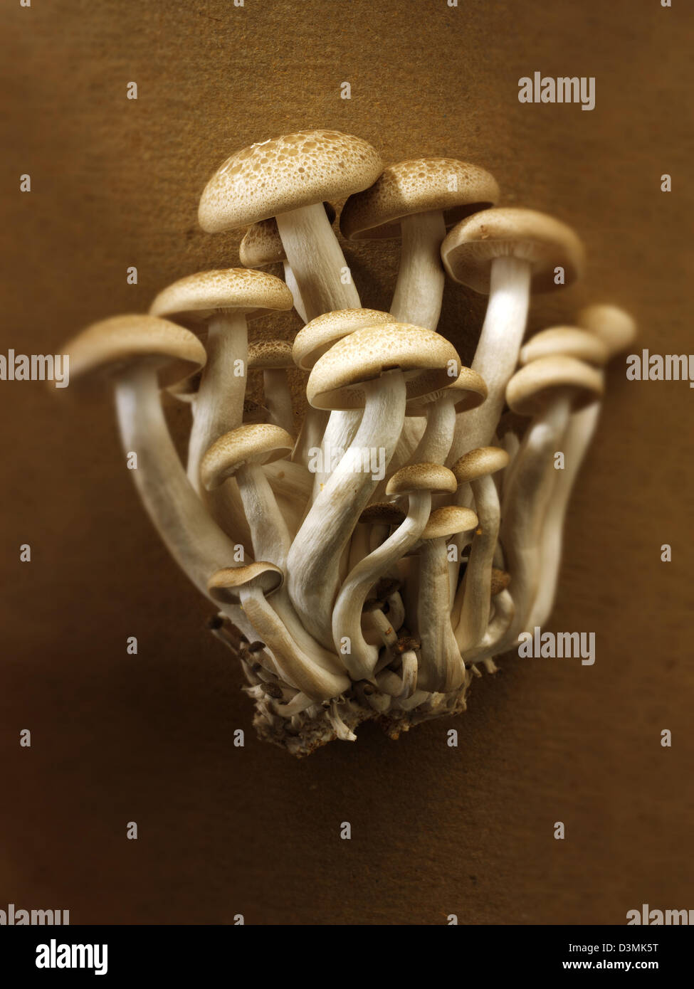 Raw fresh organic HonShimeji mushrooms Stock Photo Alamy