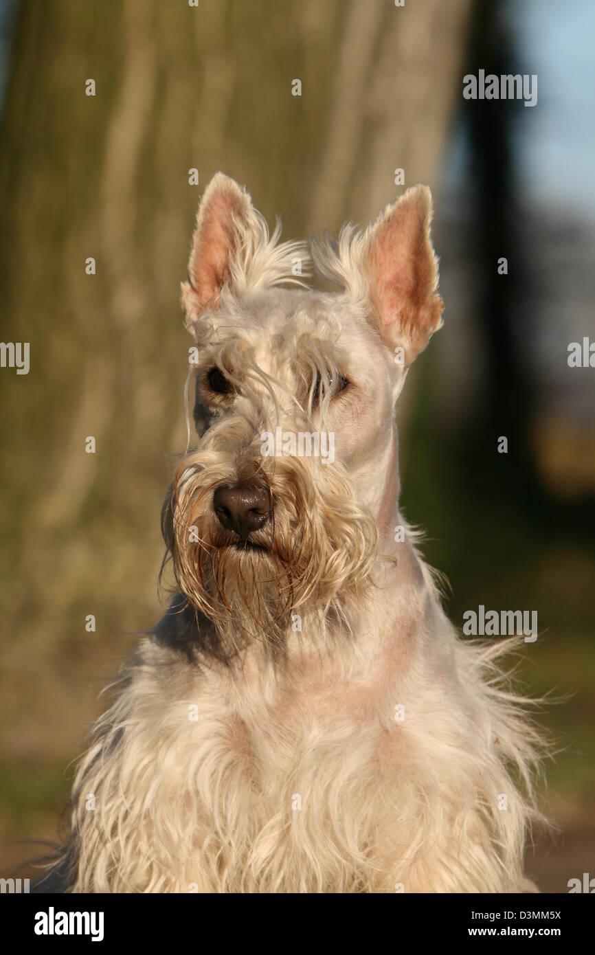 Scottie hires stock photography and images Alamy