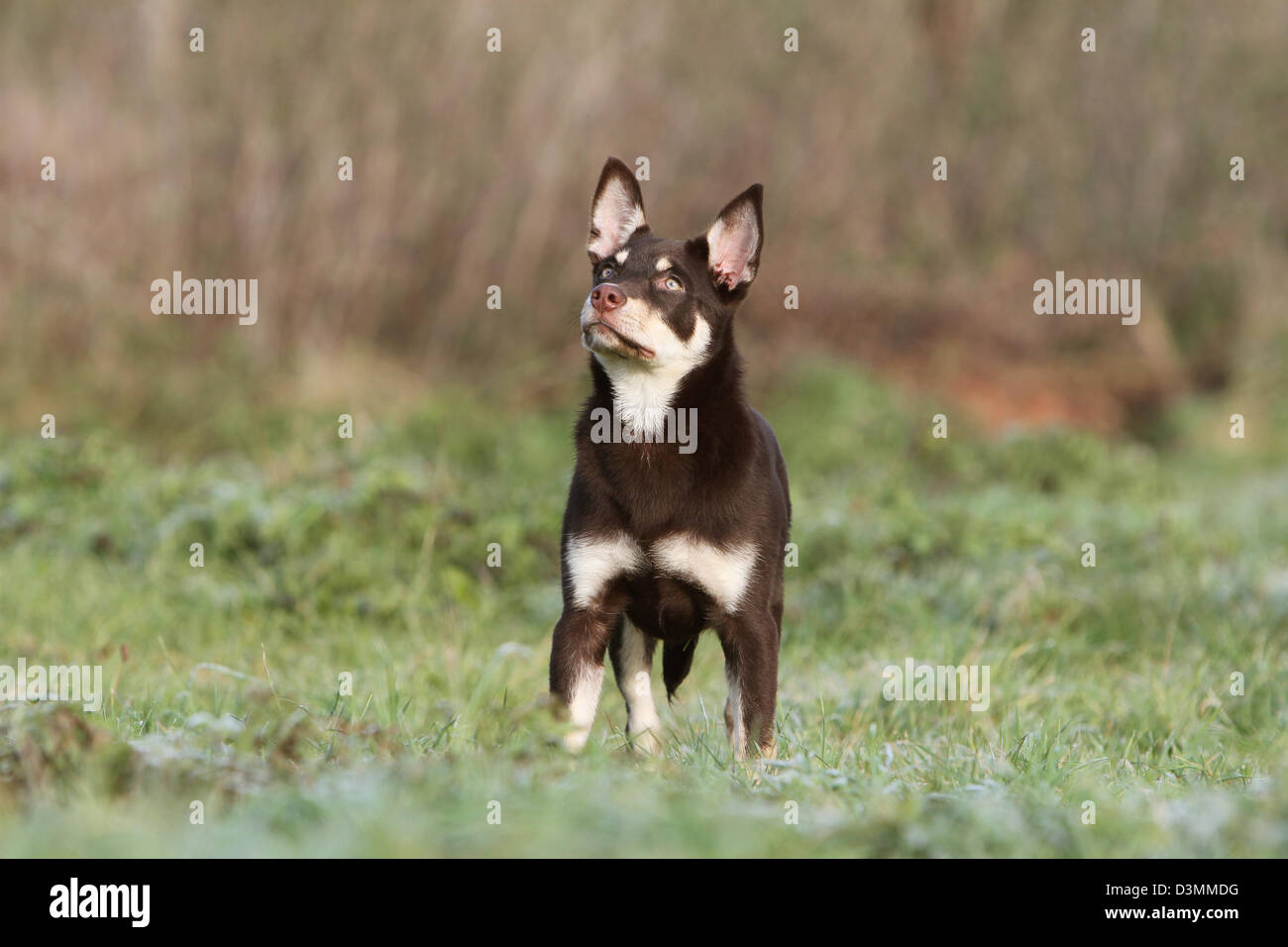 Dog Working Kelpie young standing in a meadow Stock Photo