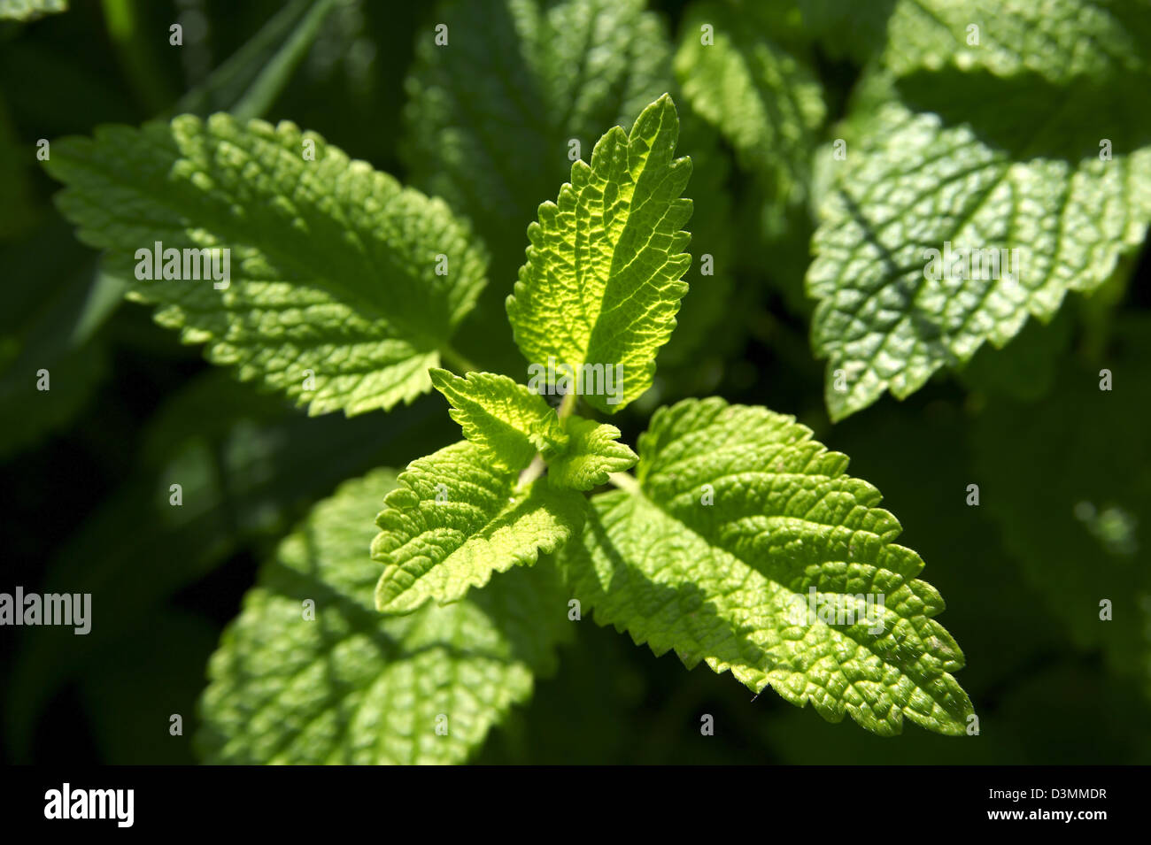 Fresh Mint leaves growing Stock Photo Alamy