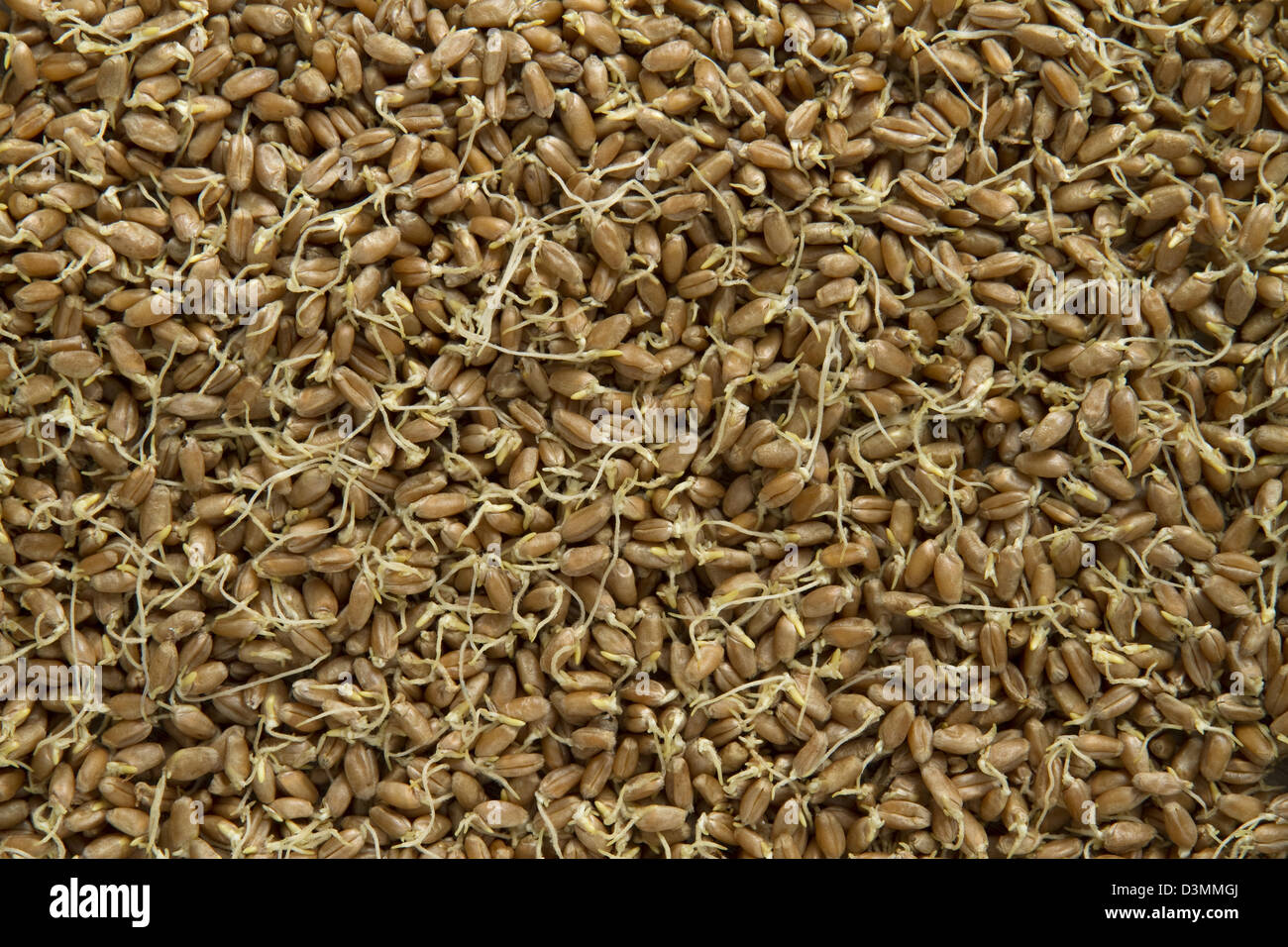 sprouted wheat as background Stock Photo